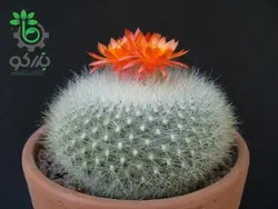 بذر کاکتوس پارودیا هاسلبرگی | Brasilicactus haselbergii  | Parodia haselbergii