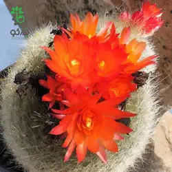 بذر کاکتوس پارودیا هاسلبرگی | Brasilicactus haselbergii  | Parodia haselbergii