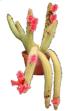 بذر کاکتوس کلیستو کاکتوس سامایپاتانوس | Bolivicereus samaipatanus | Cleistocactus samaipatanus