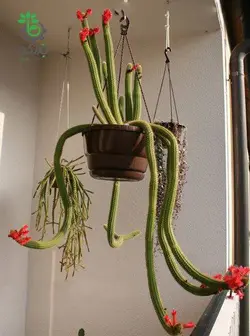 بذر کاکتوس کلیستو کاکتوس سامایپاتانوس | Bolivicereus samaipatanus | Cleistocactus samaipatanus