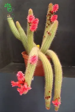 بذر کاکتوس کلیستو کاکتوس سامایپاتانوس | Bolivicereus samaipatanus | Cleistocactus samaipatanus