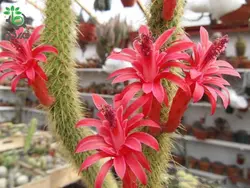 بذر کاکتوس کلیستو کاکتوس سامایپاتانوس | Bolivicereus samaipatanus | Cleistocactus samaipatanus