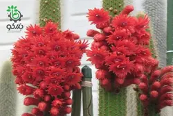 بذر کاکتوس کلیستو کاکتوس سامایپاتانوس | Bolivicereus samaipatanus | Cleistocactus samaipatanus