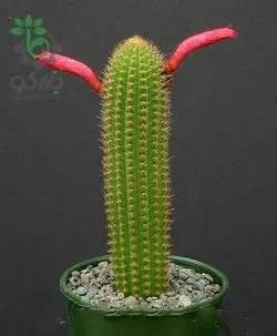 بذر کاکتوس کلیستو کاکتوس سامایپاتانوس | Bolivicereus samaipatanus | Cleistocactus samaipatanus
