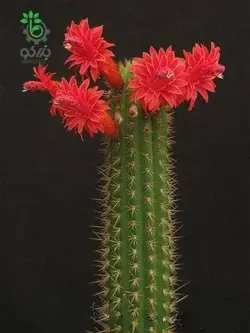 بذر کاکتوس کلیستو کاکتوس سامایپاتانوس | Bolivicereus samaipatanus | Cleistocactus samaipatanus