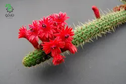 بذر کاکتوس کلیستو کاکتوس سامایپاتانوس | Bolivicereus samaipatanus | Cleistocactus samaipatanus