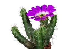 بذر کاکتوس دم سگی یا  اچینوسرئوس پنتالوفوس |  Echinocereus pentalophus procumbens