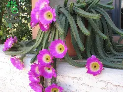 بذر کاکتوس دم سگی یا  اچینوسرئوس پنتالوفوس |  Echinocereus pentalophus procumbens