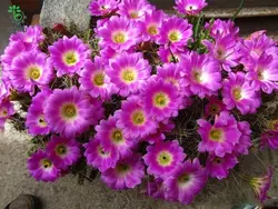بذر کاکتوس دم سگی یا  اچینوسرئوس پنتالوفوس |  Echinocereus pentalophus procumbens