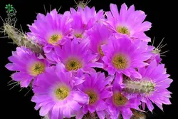 بذر کاکتوس دم سگی یا  اچینوسرئوس پنتالوفوس |  Echinocereus pentalophus procumbens