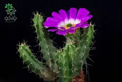 بذر کاکتوس دم سگی یا  اچینوسرئوس پنتالوفوس |  Echinocereus pentalophus procumbens