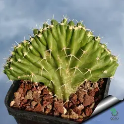 بذر کاکتوس دم سگی یا  اچینوسرئوس پنتالوفوس |  Echinocereus pentalophus procumbens