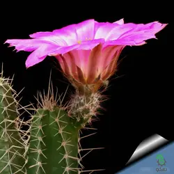 بذر کاکتوس دم سگی یا  اچینوسرئوس پنتالوفوس |  Echinocereus pentalophus procumbens