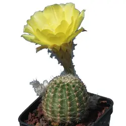 بذر کاکتوس اچینوپسیس اورئا لوکومالا | Pseudolobivia aurea v leucomalla | Echinopsis aurea