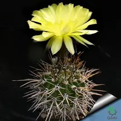 بذر کاکتوس اچینوپسیس اورئا لوکومالا | Pseudolobivia aurea v leucomalla | Echinopsis aurea