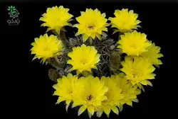 بذر کاکتوس اچینوپسیس اورئا لوکومالا | Pseudolobivia aurea v leucomalla | Echinopsis aurea