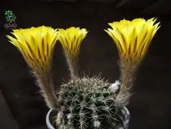 بذر کاکتوس اچینوپسیس اورئا لوکومالا | Pseudolobivia aurea v leucomalla | Echinopsis aurea