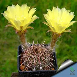 بذر کاکتوس اچینوپسیس اورئا لوکومالا | Pseudolobivia aurea v leucomalla | Echinopsis aurea