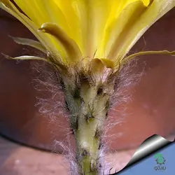 بذر کاکتوس اچینوپسیس اورئا لوکومالا | Pseudolobivia aurea v leucomalla | Echinopsis aurea
