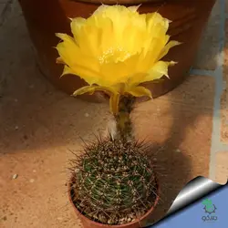 بذر کاکتوس اچینوپسیس اورئا لوکومالا | Pseudolobivia aurea v leucomalla | Echinopsis aurea