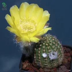 بذر کاکتوس اچینوپسیس اورئا لوکومالا | Pseudolobivia aurea v leucomalla | Echinopsis aurea