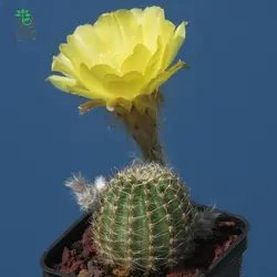 بذر کاکتوس اچینوپسیس اورئا لوکومالا | Pseudolobivia aurea v leucomalla | Echinopsis aurea
