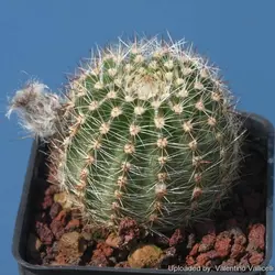 بذر کاکتوس اچینوپسیس اورئا لوکومالا | Pseudolobivia aurea v leucomalla | Echinopsis aurea
