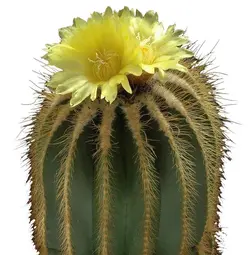 بذر کاکتوس پارودیا واراسی | Parodia warasii | Eriocactus warasii