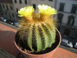 بذر کاکتوس پارودیا واراسی | Parodia warasii | Eriocactus warasii