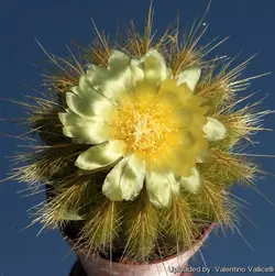 بذر کاکتوس پارودیا واراسی | Parodia warasii | Eriocactus warasii