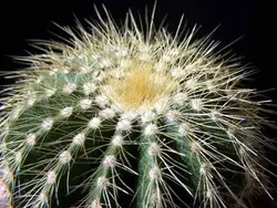 بذر کاکتوس پارودیا واراسی | Parodia warasii | Eriocactus warasii