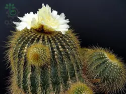 بذر کاکتوس پارودیا واراسی | Parodia warasii | Eriocactus warasii