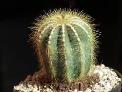 بذر کاکتوس پارودیا واراسی | Parodia warasii | Eriocactus warasii