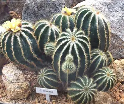 بذر کاکتوس پارودیا واراسی | Parodia warasii | Eriocactus warasii