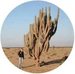 بذر کاکتوس اولیک نیا اسیدا | میوه پوکایو | Eulychnia Acida seeds