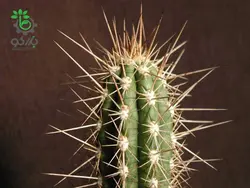 بذر کاکتوس اولیک نیا اسیدا | میوه پوکایو | Eulychnia Acida seeds