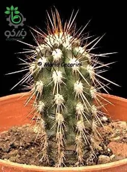 بذر کاکتوس اولیک نیا اسیدا | میوه پوکایو | Eulychnia Acida seeds