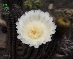 بذر کاکتوس اولیچنیا برویفلورا | اولیکنیا بریفلورا | Eulychnia breviflora seeds