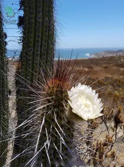بذر کاکتوس اولیچنیا برویفلورا | اولیکنیا بریفلورا | Eulychnia breviflora seeds