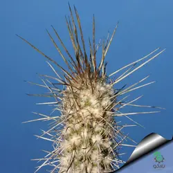 بذر کاکتوس اولیچنیا برویفلورا | اولیکنیا بریفلورا | Eulychnia breviflora seeds