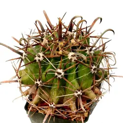 بذر کاکتوس فروکاکتوس تاونسندیانوس  Ferocactus townsendianus  seeds