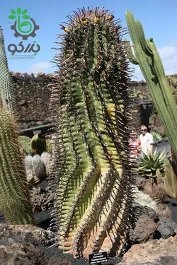 بذر کاکتوس فروکاکتوس تاونسندیانوس  Ferocactus townsendianus  seeds