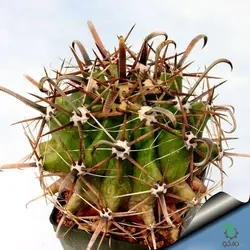 بذر کاکتوس فروکاکتوس تاونسندیانوس  Ferocactus townsendianus  seeds