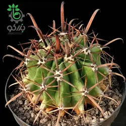 بذر کاکتوس فروکاکتوس تاونسندیانوس  Ferocactus townsendianus  seeds