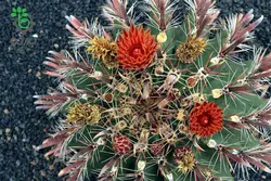 بذر کاکتوس فروکاکتوس تاونسندیانوس  Ferocactus townsendianus  seeds