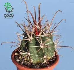 بذر کاکتوس فروکاکتوس تاونسندیانوس  Ferocactus townsendianus  seeds