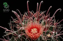 بذر کاکتوس فروکاکتوس تاونسندیانوس  Ferocactus townsendianus  seeds