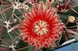 بذر کاکتوس فروکاکتوس تاونسندیانوس  Ferocactus townsendianus  seeds
