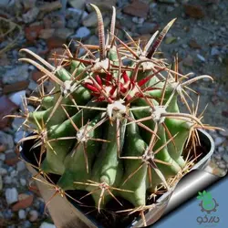 بذر کاکتوس فروکاکتوس تاونسندیانوس  Ferocactus townsendianus  seeds
