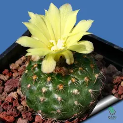 بذر کاکتوس فرایلیا شیلینزکیانا Frailea schilinzkyana seeds